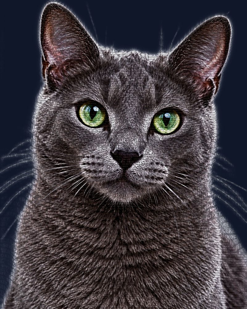 Gray cat word art portrait