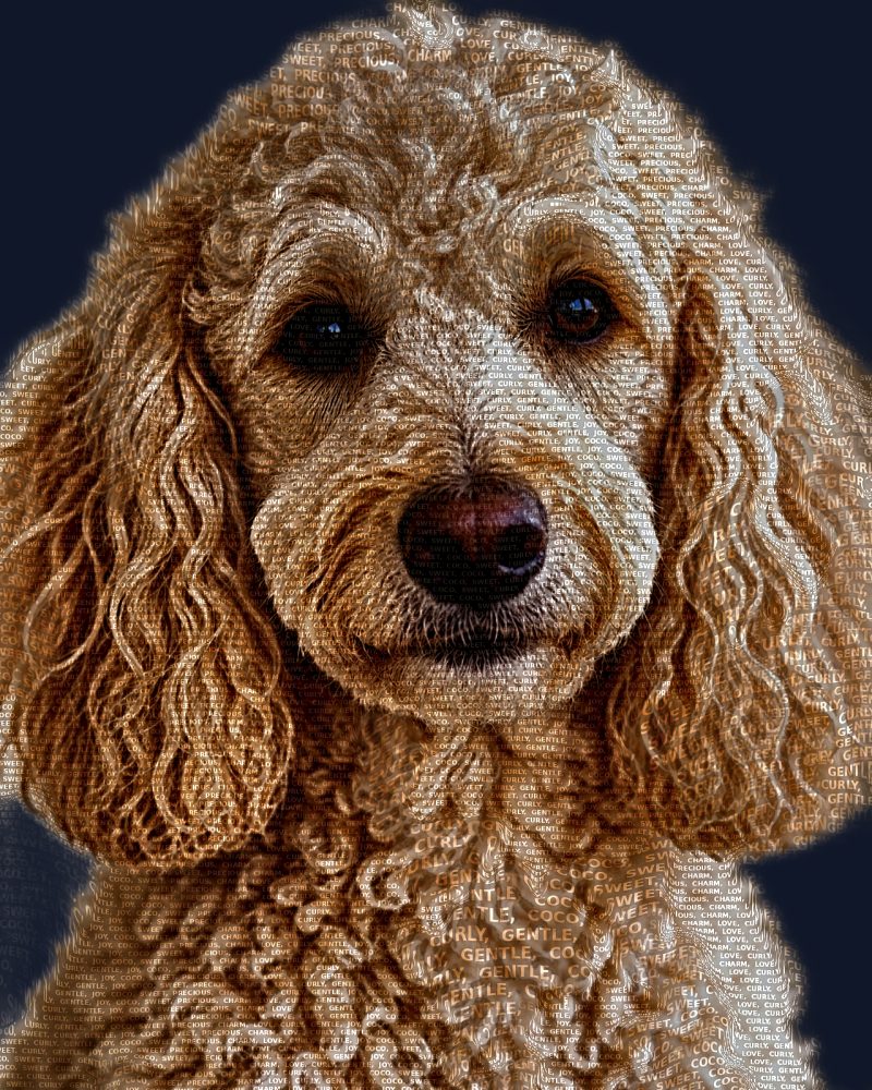 Poodle word art portrait