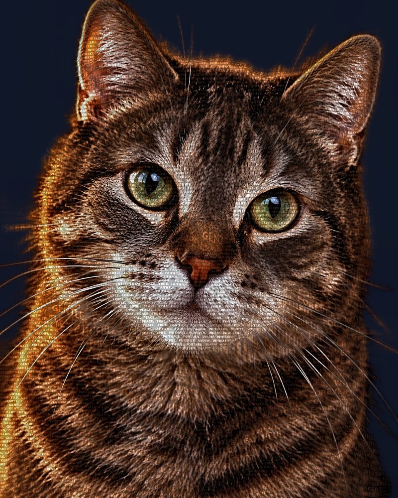Senior cat memorial word art portrait